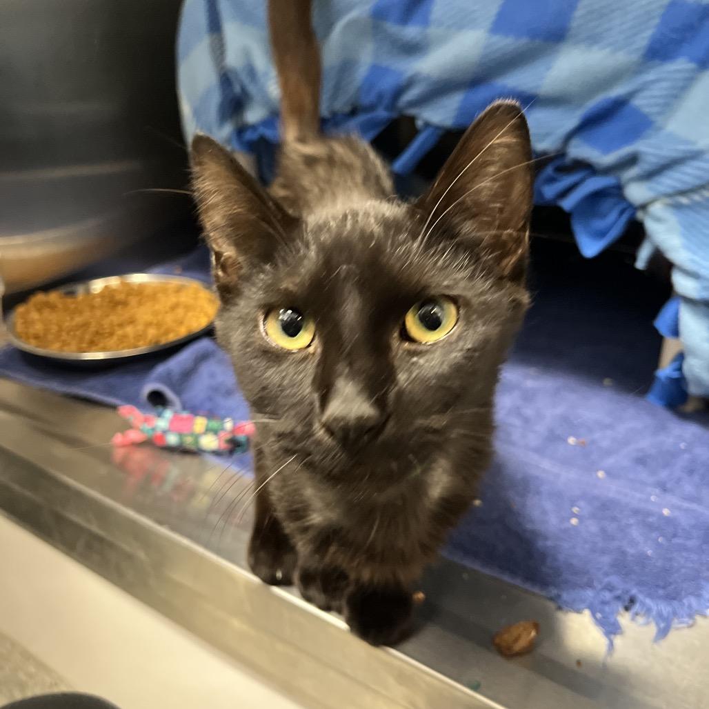 Pita, a Adoptable Domestic Short Hair in Fort Wayne, IN image 3/4