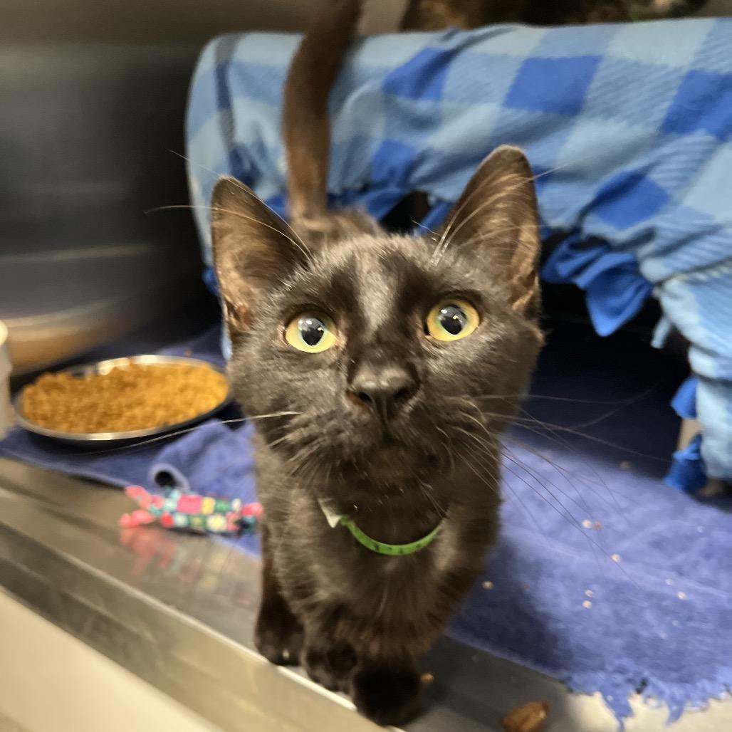 Pita, a Adoptable Domestic Short Hair in Fort Wayne, IN image 4/4