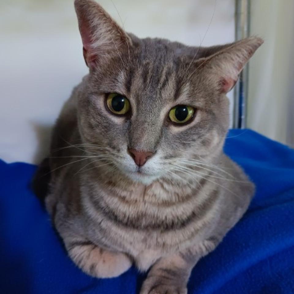 Enlarge Mitsy 2022, a Adoptable Domestic Short Hair in Bensalem, PA image 1/6