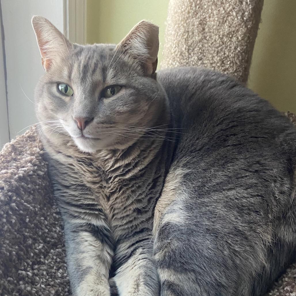 Enlarge Mitsy 2022, a Adoptable Domestic Short Hair in Bensalem, PA image 2/6