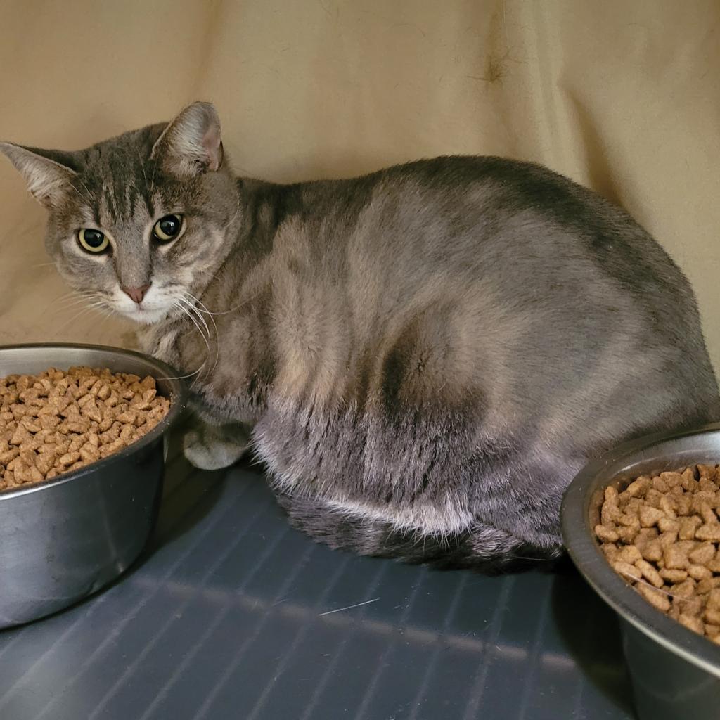 Enlarge Mitsy 2022, a Adoptable Domestic Short Hair in Bensalem, PA image 4/6