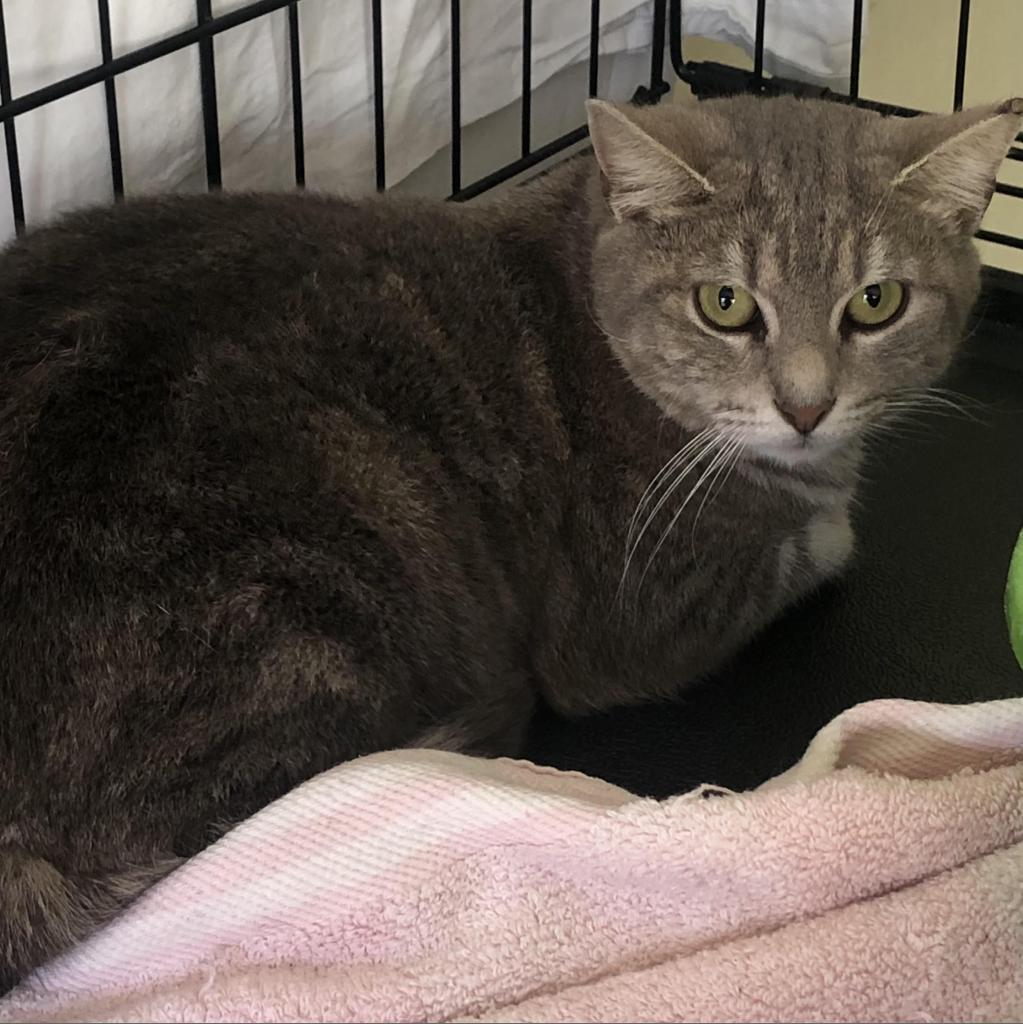 Enlarge Mitsy 2022, a Adoptable Domestic Short Hair in Bensalem, PA image 5/6