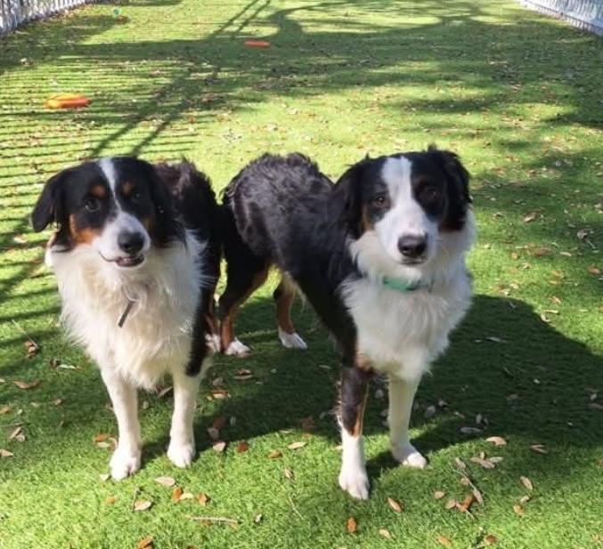 Enlarge Scout, a Adoptable Australian Shepherd in Bradenton, FL image 1/6