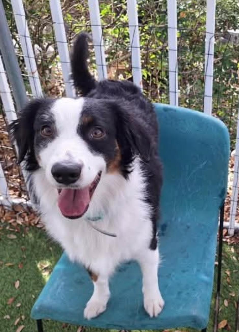 Enlarge Scout, a Adoptable Australian Shepherd in Bradenton, FL image 2/6