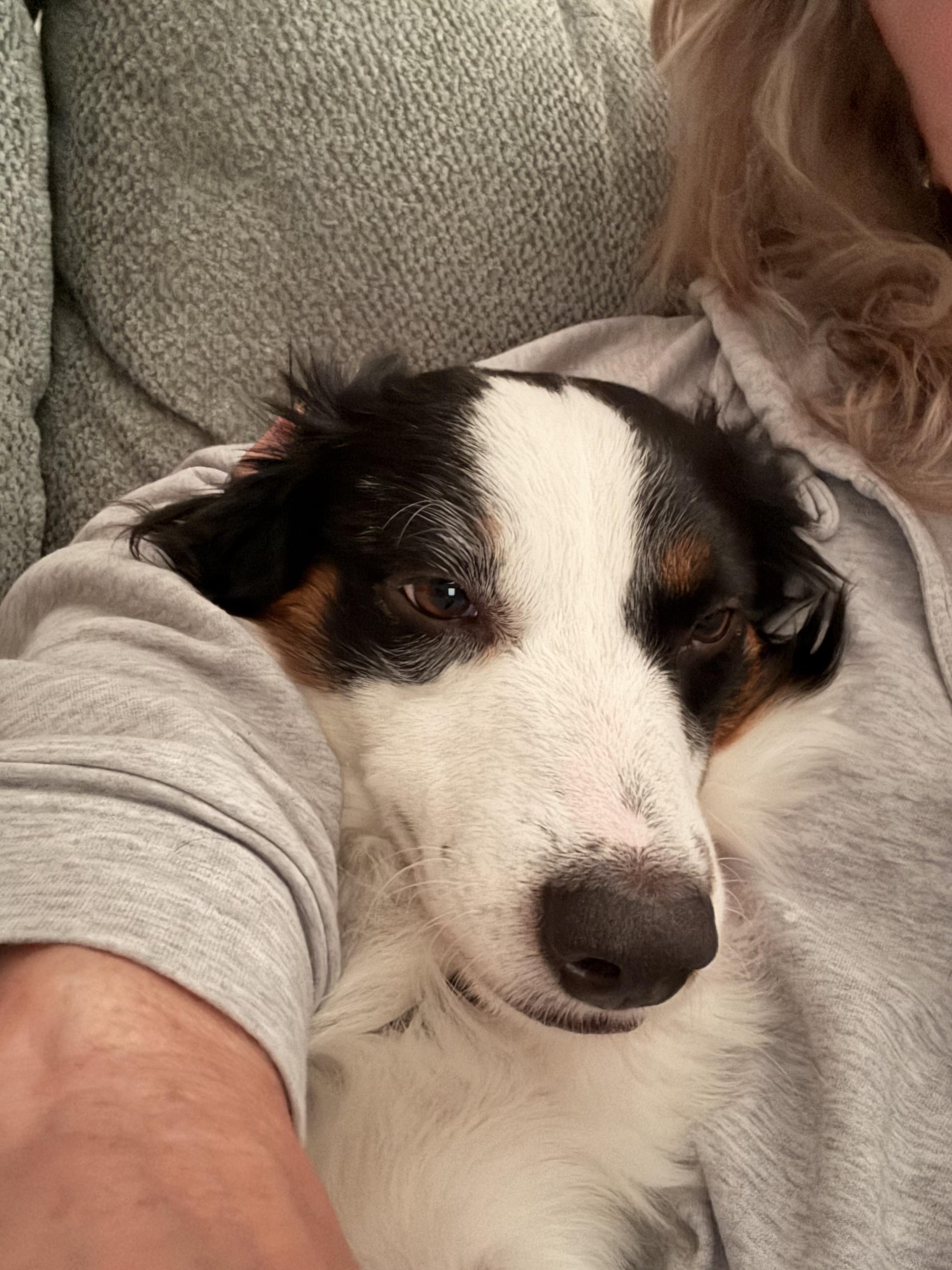 Enlarge Scout, a Adoptable Australian Shepherd in Bradenton, FL image 3/6