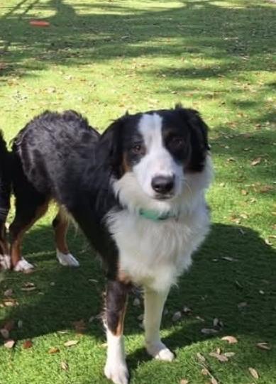 Enlarge Scout, a Adoptable Australian Shepherd in Bradenton, FL image 4/6