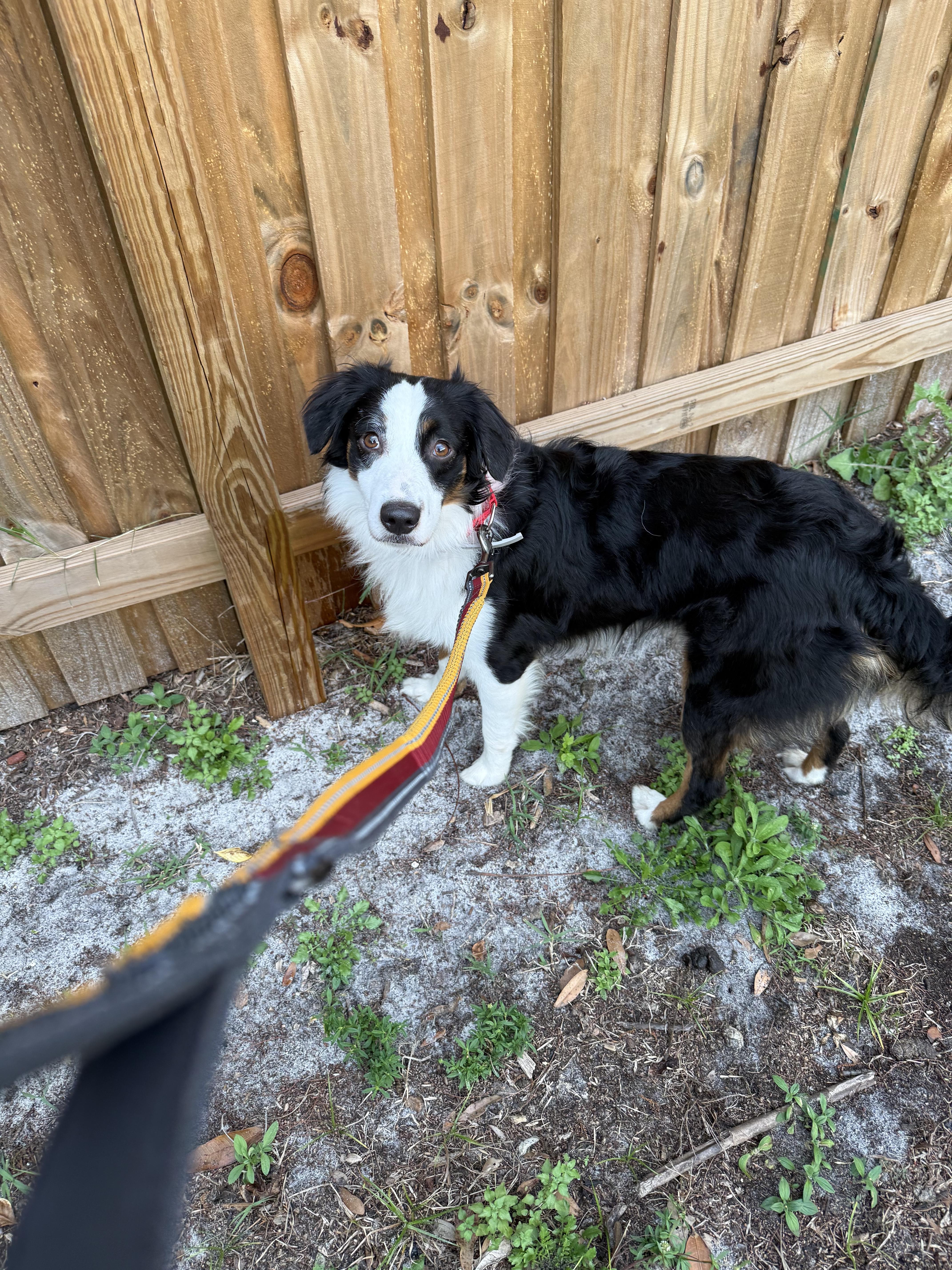 Enlarge Scout, a Adoptable Australian Shepherd in Bradenton, FL image 5/6