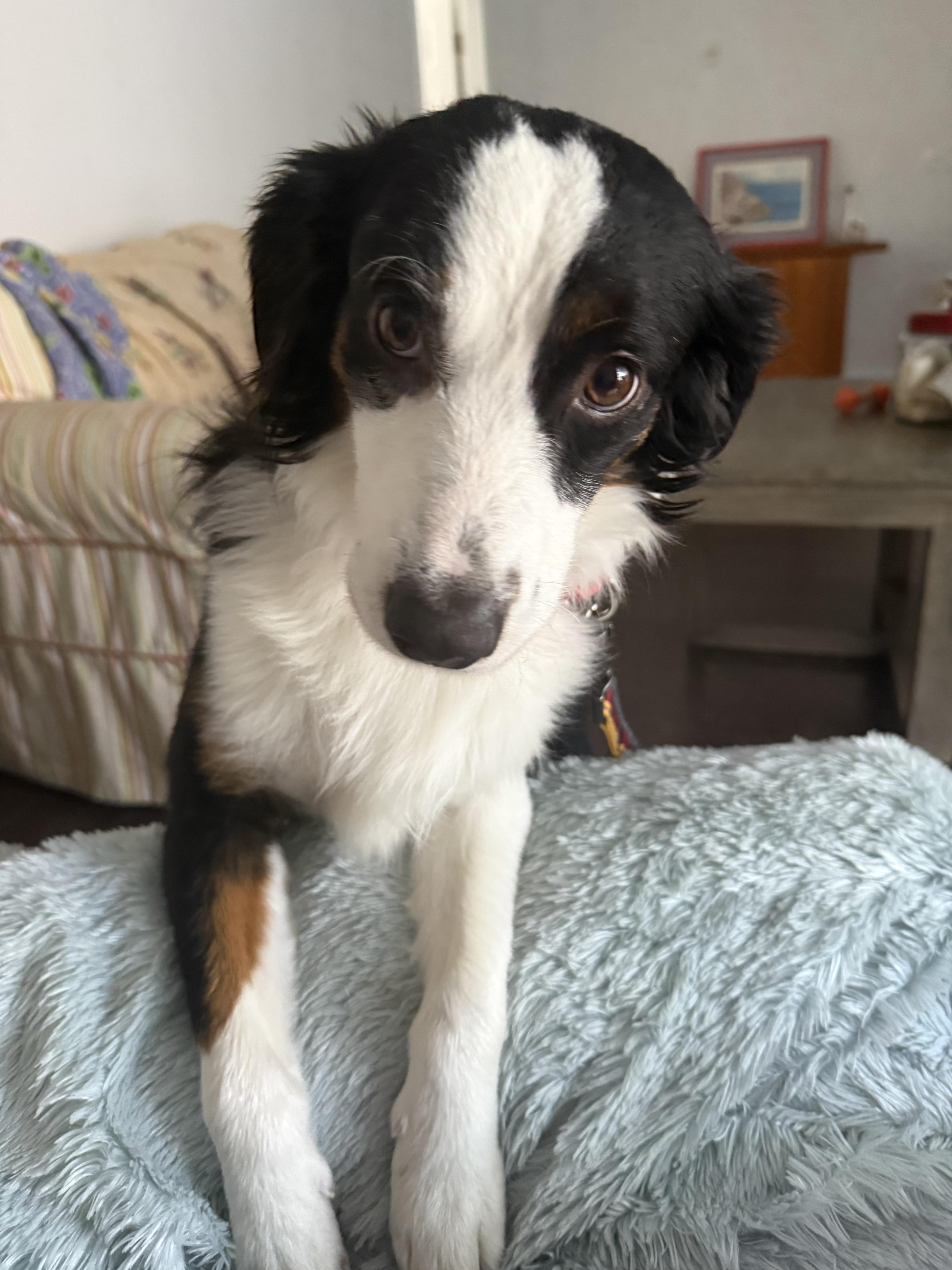 Enlarge Scout, a Adoptable Australian Shepherd in Bradenton, FL image 6/6