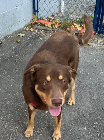 Walter26, ADOPTABLE, Young Male Mixed Breed.