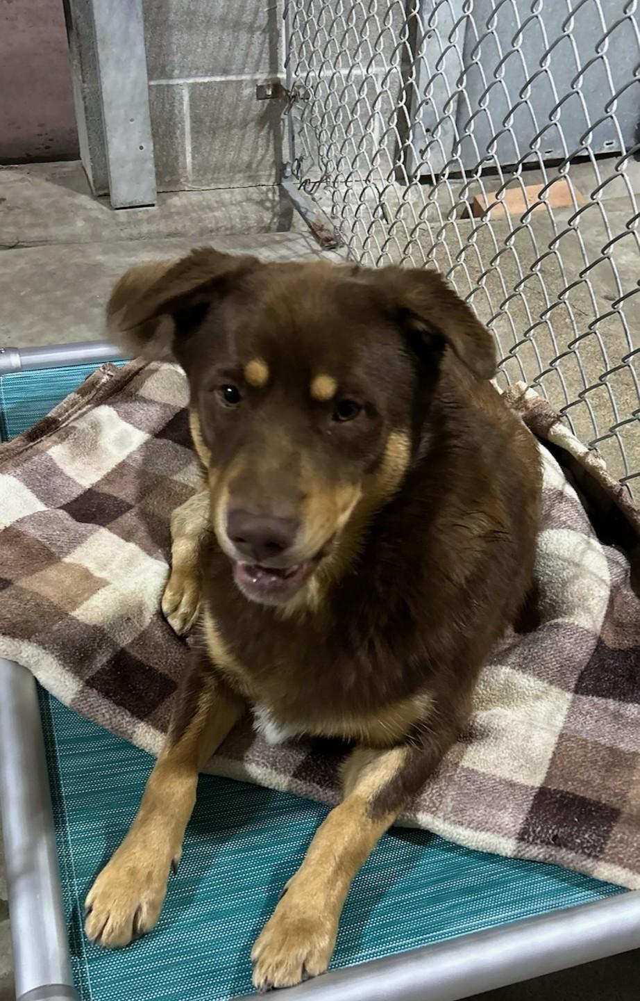 Walter26, a ADOPTABLE Mixed Breed in Kellogg, ID image 2/5
