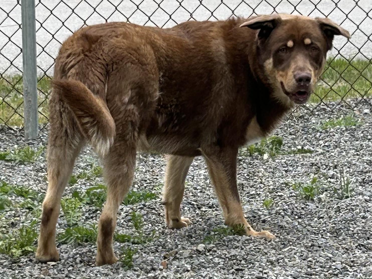Enlarge Walter26, a ADOPTABLE Mixed Breed in Kellogg, ID image 2/2