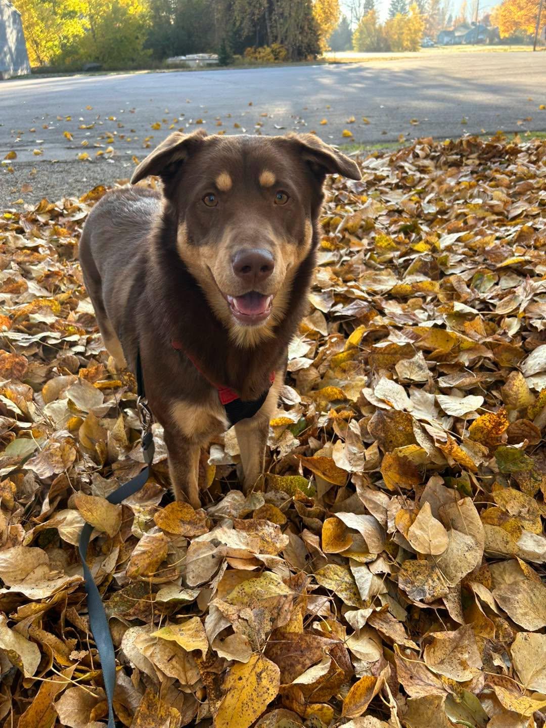 Walter26, Adoptable, Young Male Mixed Breed.