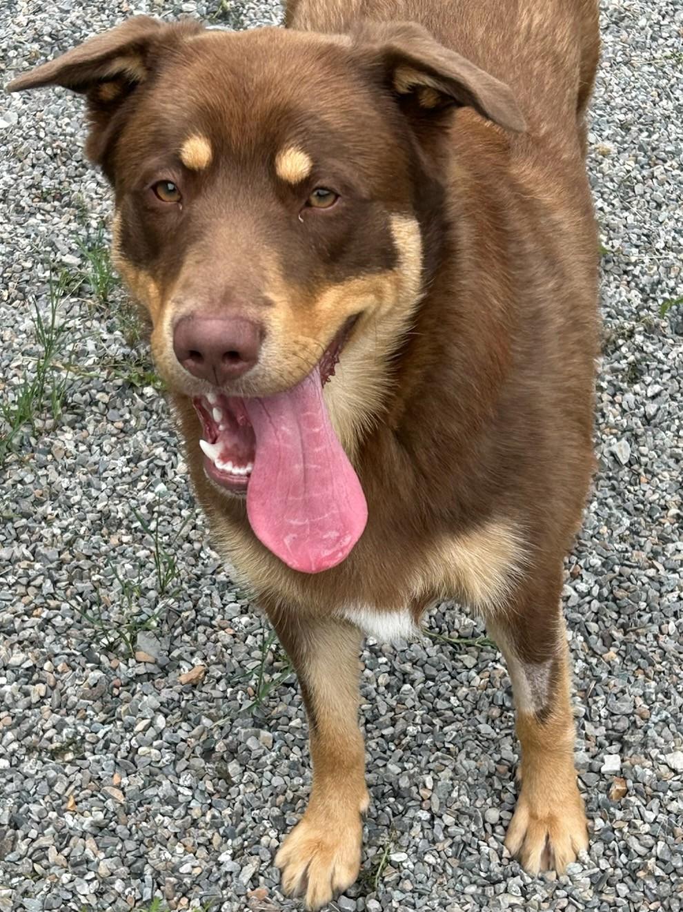 Walter26, ADOPTABLE, Young Male Mixed Breed.