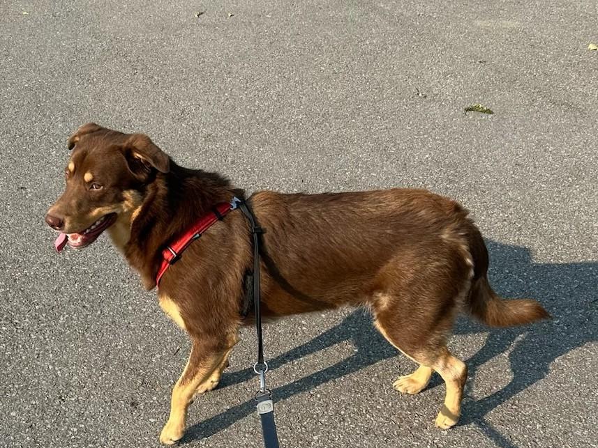 Walter26, a ADOPTABLE Mixed Breed in Kellogg, ID image 3/5