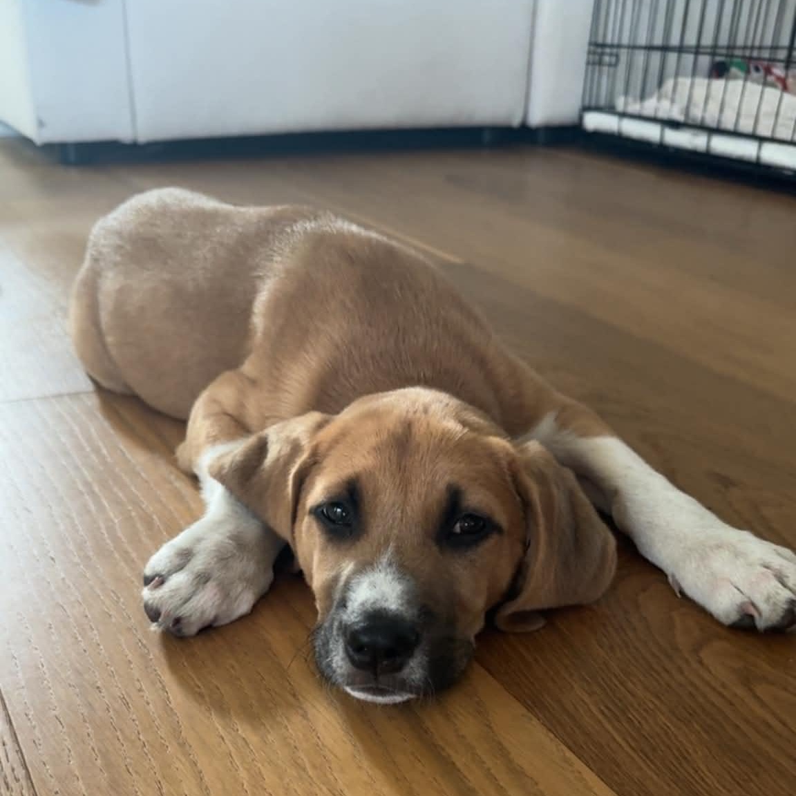Lilly, a ADOPTABLE Mixed Breed in Schenectady, NY image 4/6
