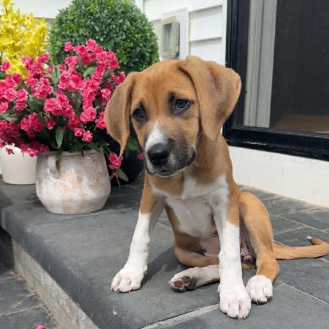 Lilly, ADOPTABLE, Puppy Female Mixed Breed.