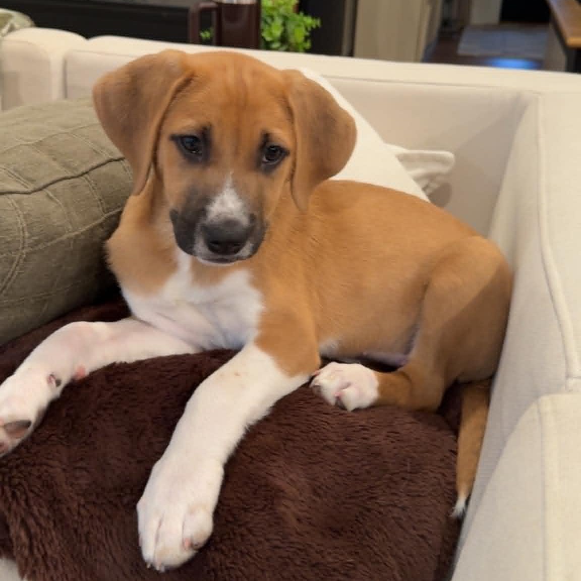 Lilly, a ADOPTABLE Mixed Breed in Schenectady, NY image 3/6