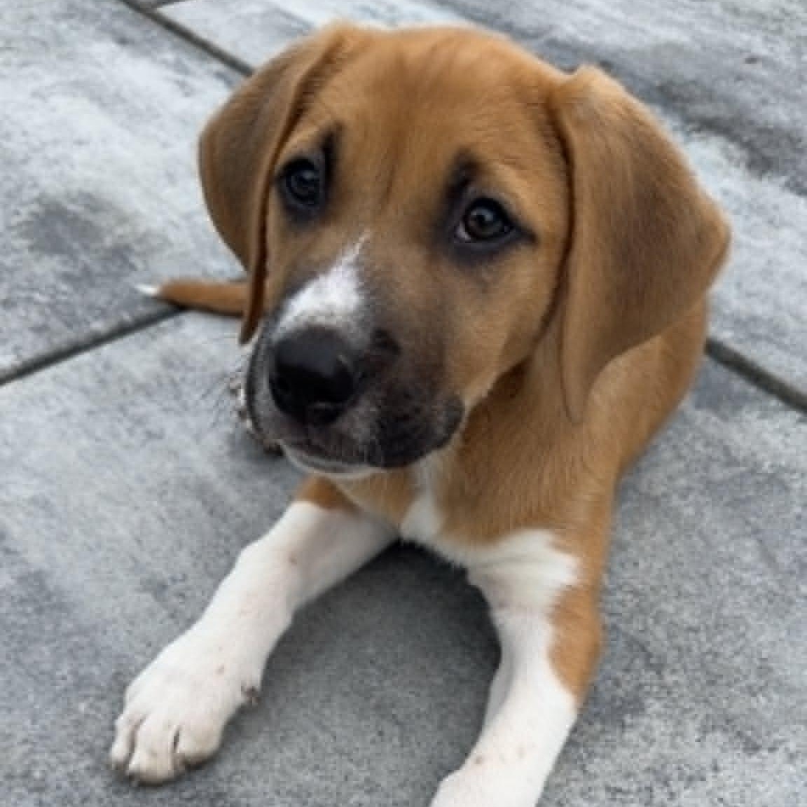 Lilly, a ADOPTABLE Mixed Breed in Schenectady, NY image 2/6