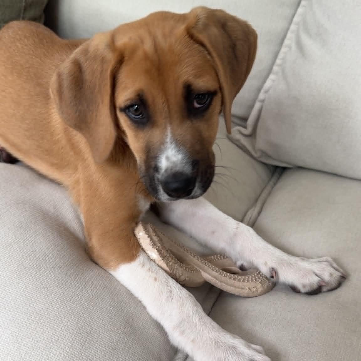 Lilly, a ADOPTABLE Mixed Breed in Schenectady, NY image 5/6