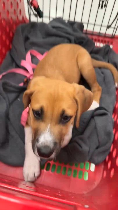 Enlarge Lilly, a ADOPTABLE Mixed Breed in Schenectady, NY video 6/6
