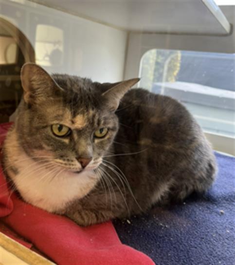 Enlarge THUMBALINA, a Adoptable Domestic Short Hair in Long Beach, CA image 1/1
