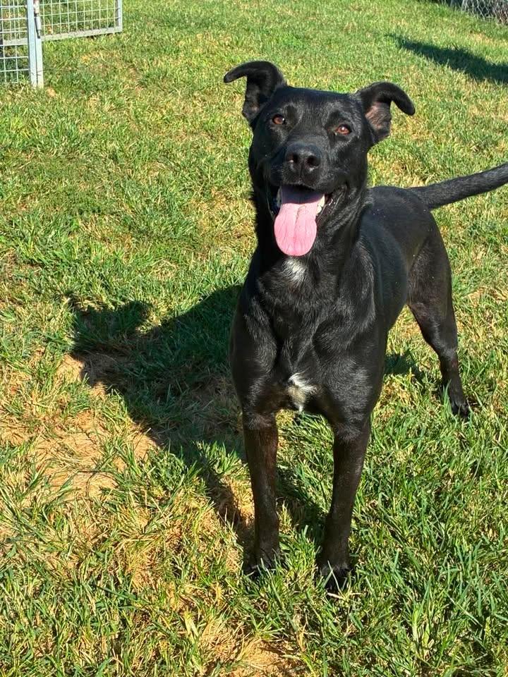 Enlarge Beauty, a Adoptable mixed breed in Munfordville, KY image 2/2