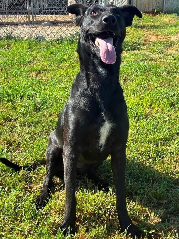 Beauty, Adoptable, Adult Female Black Labrador Retriever.