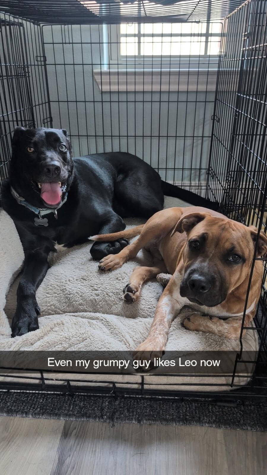 Leo (Sponsored Adoption Fee)