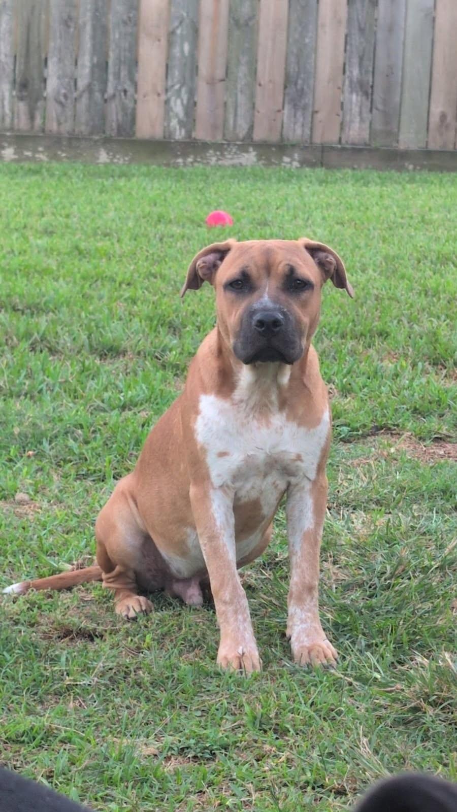 Leo (Sponsored Adoption Fee)