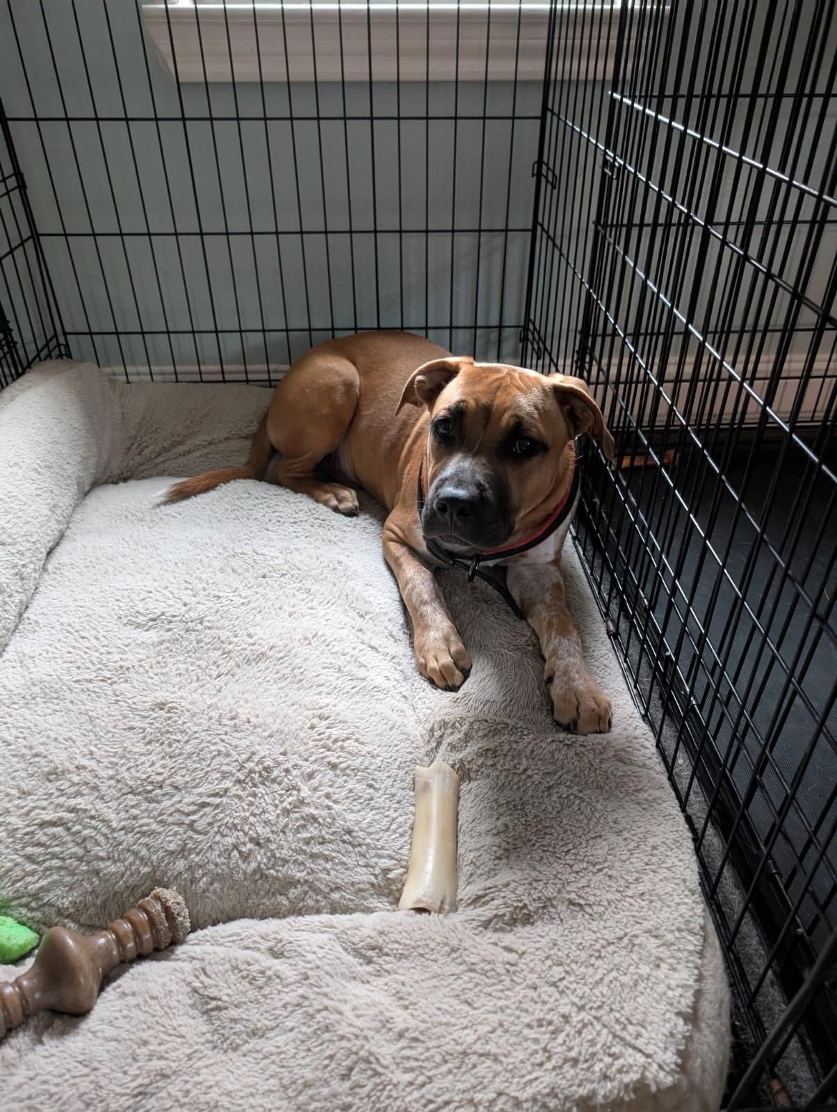 Leo (Sponsored Adoption Fee)