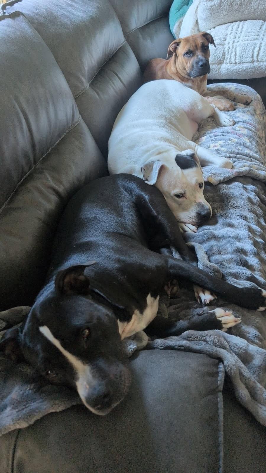 Leo (Sponsored Adoption Fee)