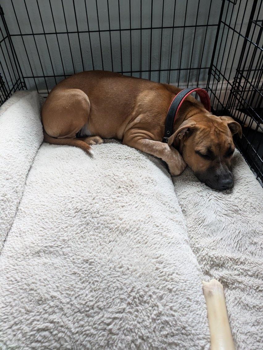 Leo (Sponsored Adoption Fee)