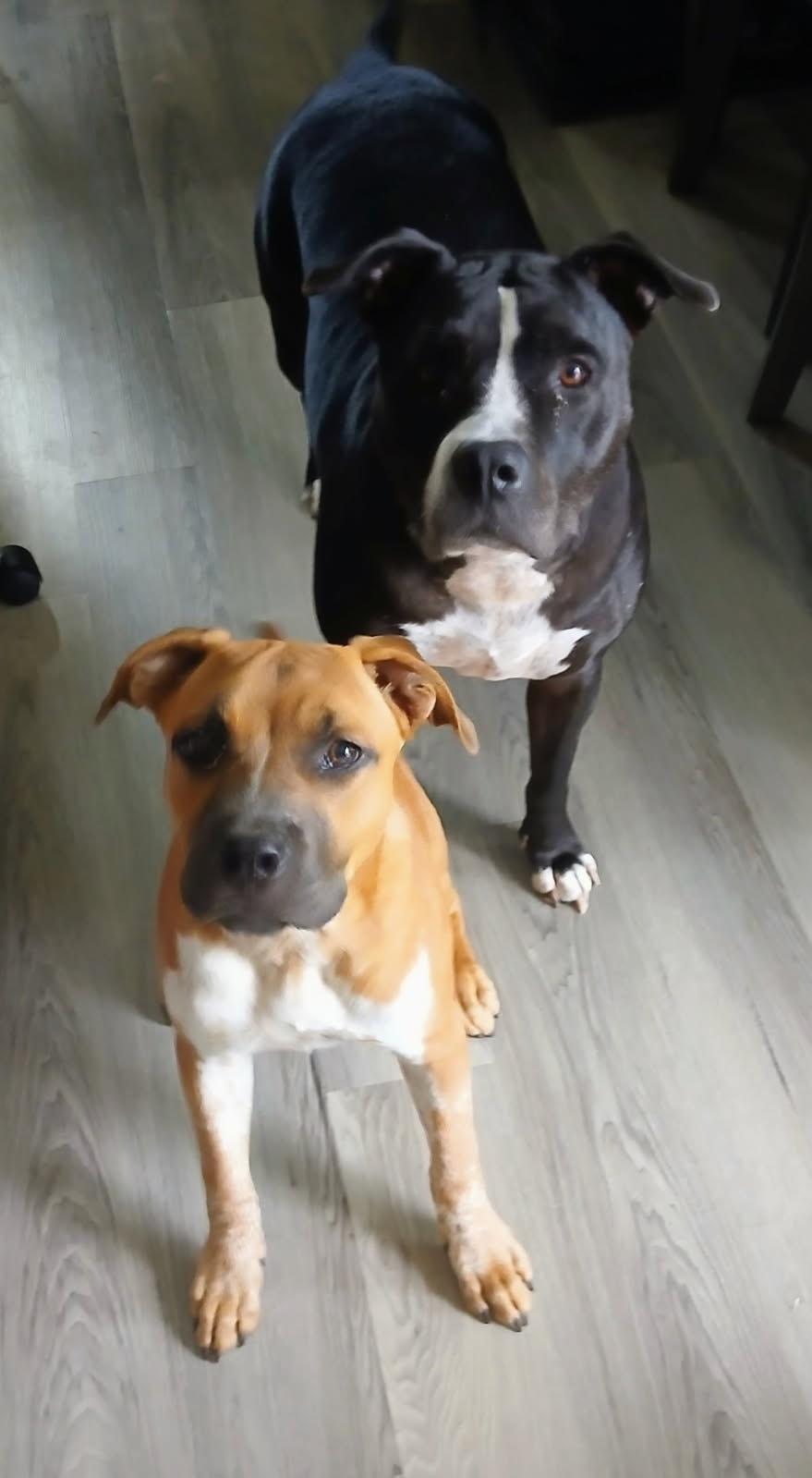 Leo (Sponsored Adoption Fee)