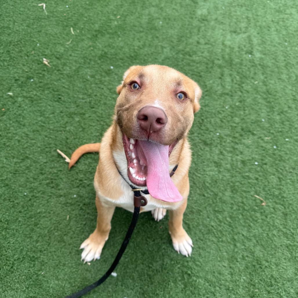 Boone, Adoptable, Young Male Labrador Retriever & Mixed Breed.