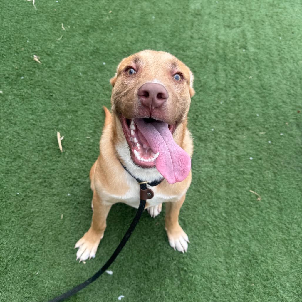 Enlarge Boone, a Adoptable mixed breed in Canton, IL image 2/6