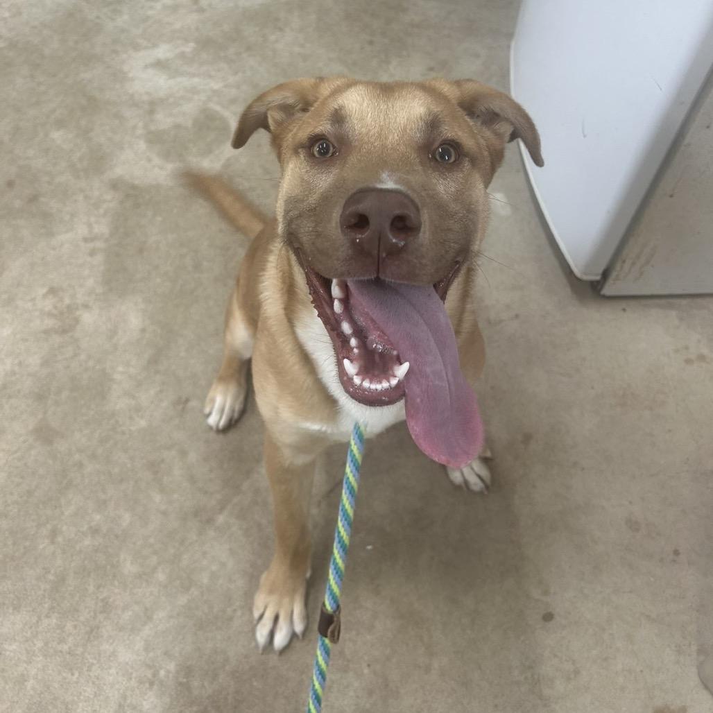 Enlarge Boone, a Adoptable mixed breed in Canton, IL image 3/6