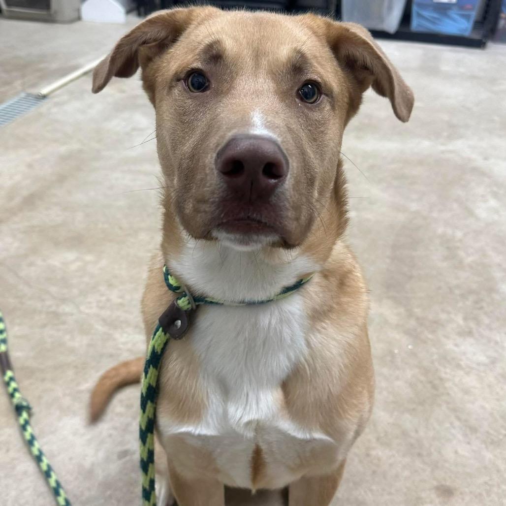 Enlarge Boone, a Adoptable mixed breed in Canton, IL image 4/6