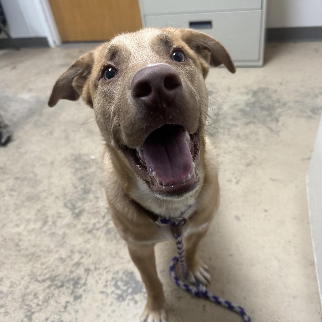 Enlarge Boone, a Adoptable mixed breed in Canton, IL image 5/6