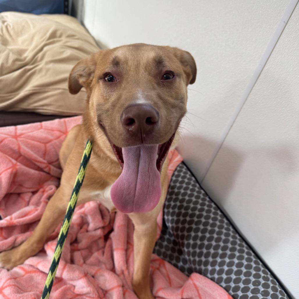 Enlarge Boone, a Adoptable mixed breed in Canton, IL image 6/6