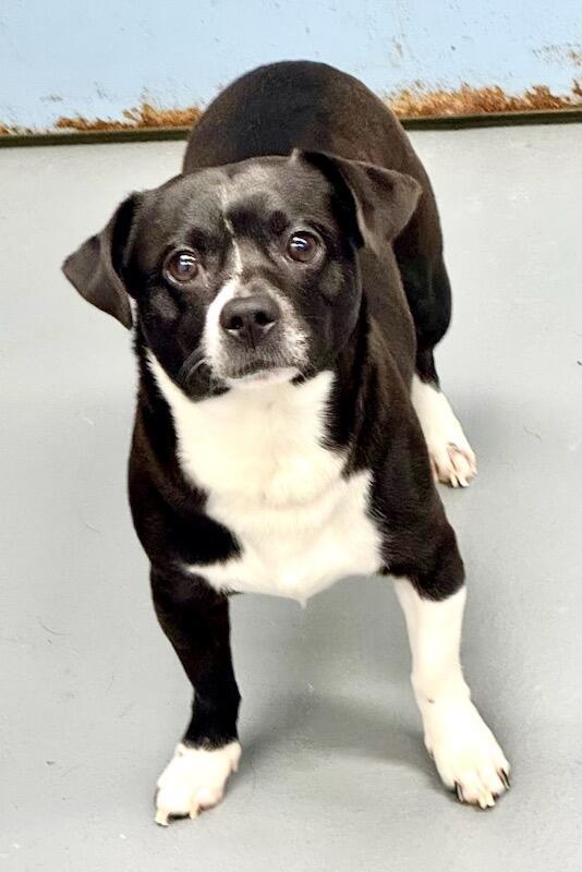 Finley (courtesy post), Adopted, Adult Male Chihuahua.