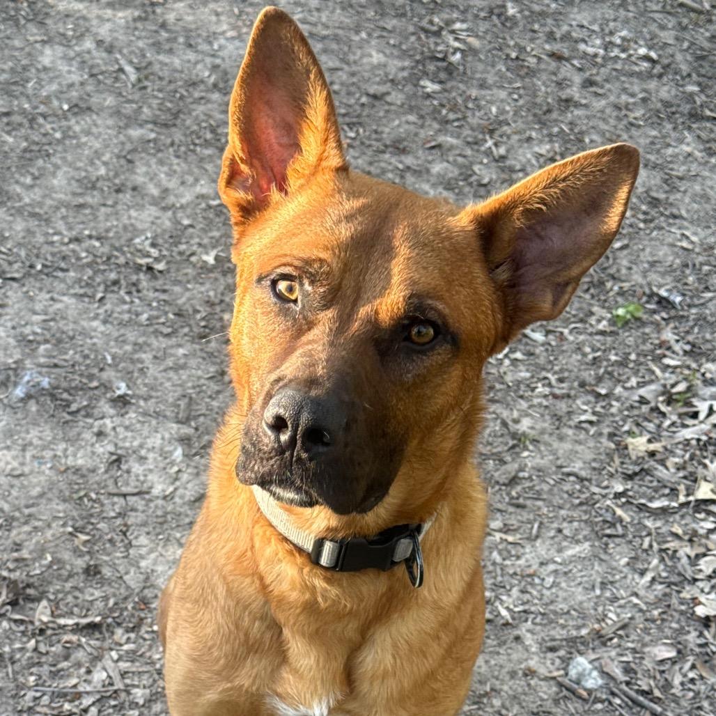 Lucien, Adoptable, Young Male German Shepherd Dog.