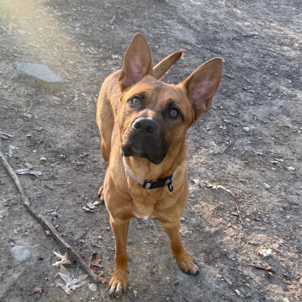 Enlarge Lucien, a Adoptable German Shepherd Dog in Grand Rapids, MI image 2/6