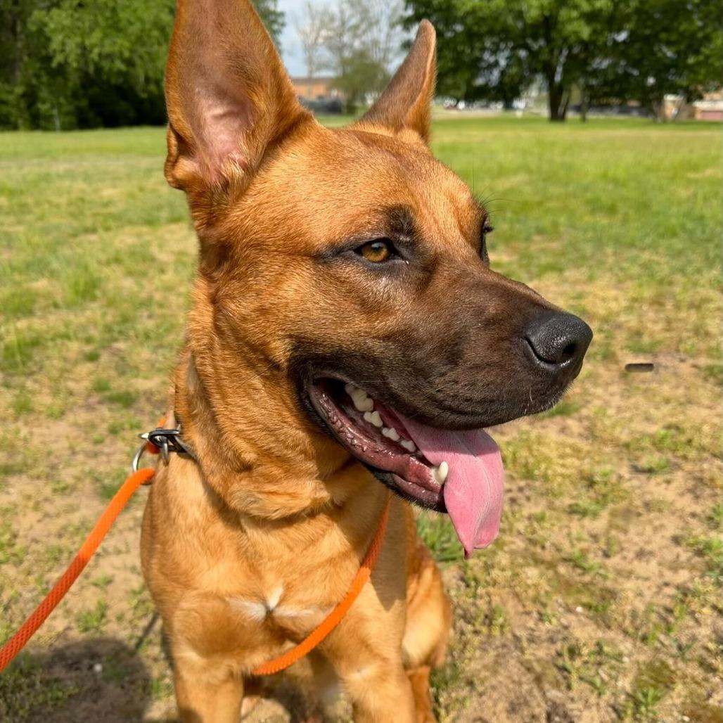 Enlarge Lucien, a Adoptable German Shepherd Dog in Grand Rapids, MI image 3/6