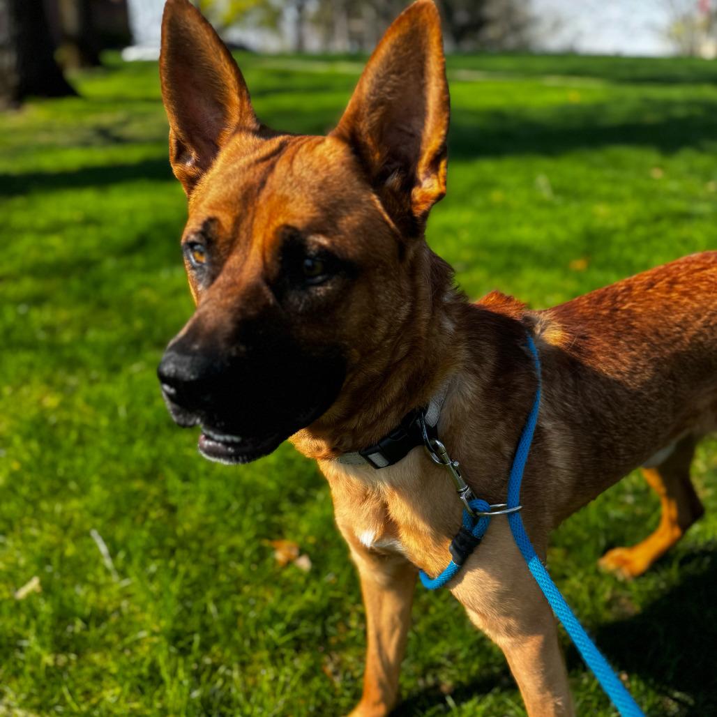 Lucien, Adoptable, Adult Male German Shepherd Dog & American Staffordshire Terrier.