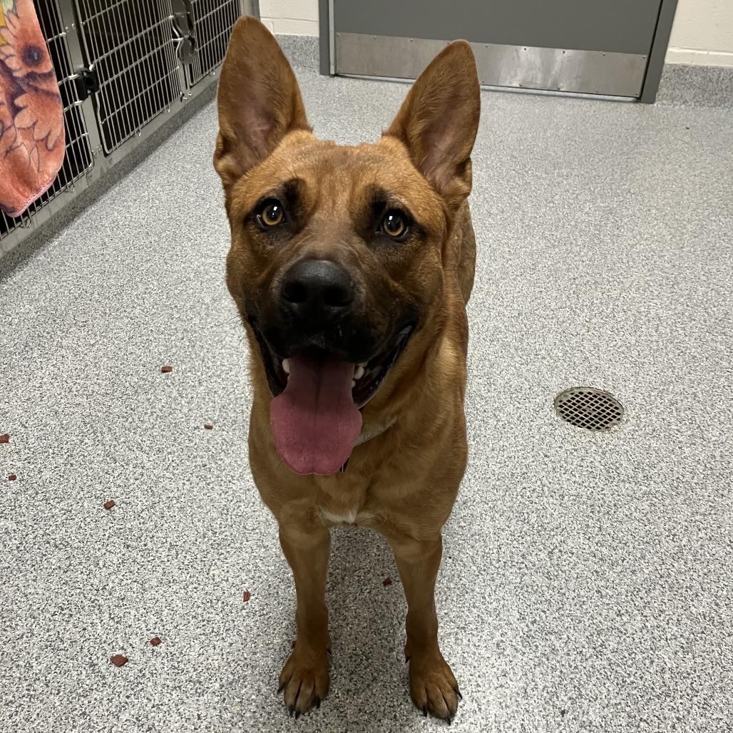 Enlarge Lucien, a Adoptable mixed breed in Grand Rapids, MI image 1/1