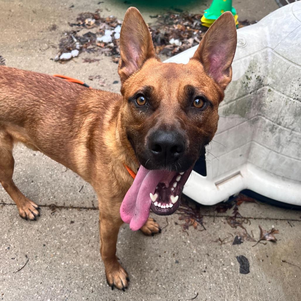 Enlarge Lucien, a Adoptable German Shepherd Dog in Grand Rapids, MI image 5/6