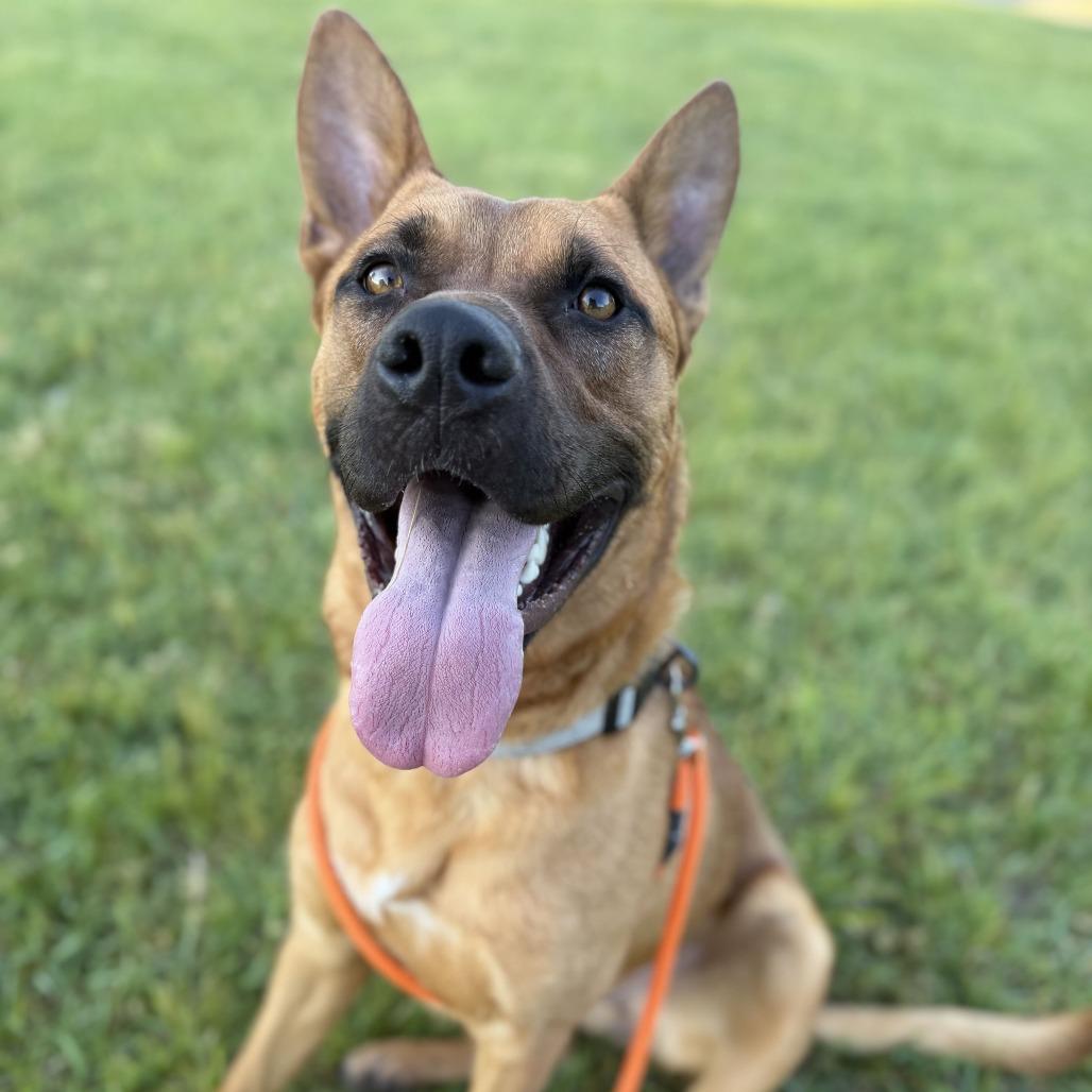 Enlarge Lucien, a Adoptable German Shepherd Dog in Grand Rapids, MI image 6/6