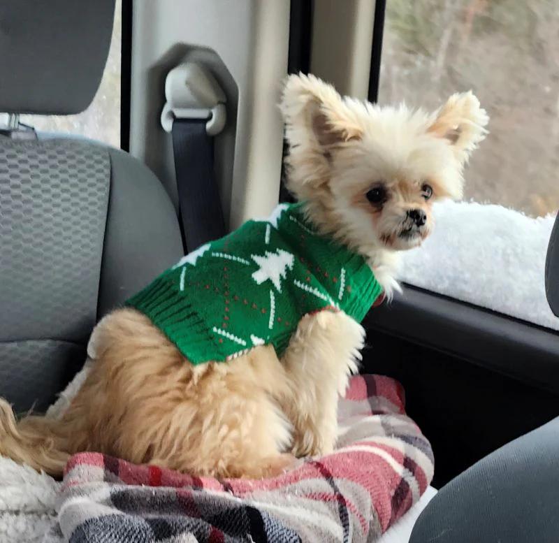 Enlarge Cocotte, a Adoptable mixed breed in Pointe-Fortune, QC image 1/4