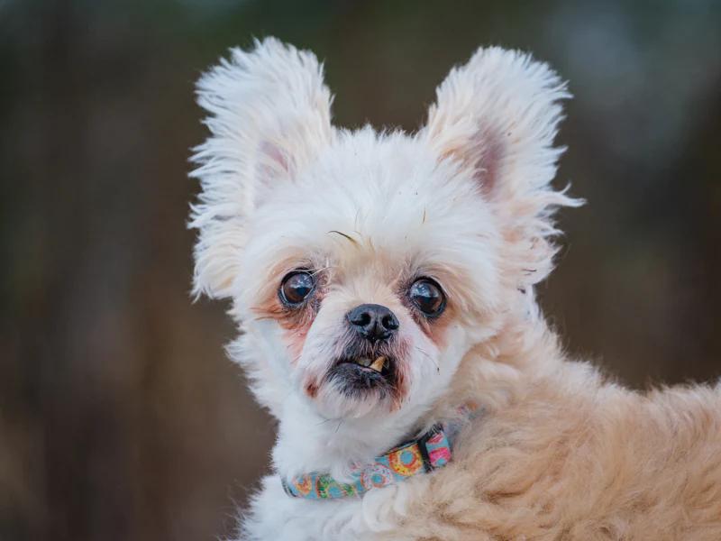Enlarge Cocotte, a Adoptable mixed breed in Pointe-Fortune, QC image 2/4