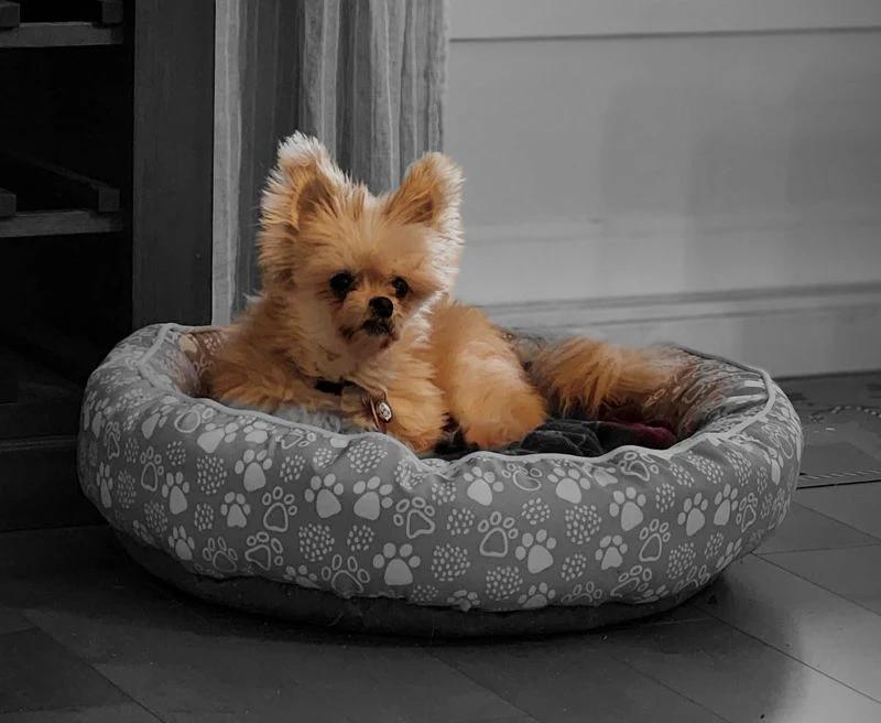 Enlarge Cocotte, a Adoptable mixed breed in Pointe-Fortune, QC image 3/4